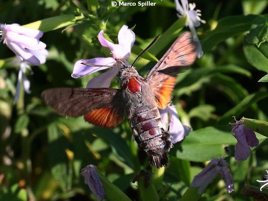 Macroglossum stellatarum